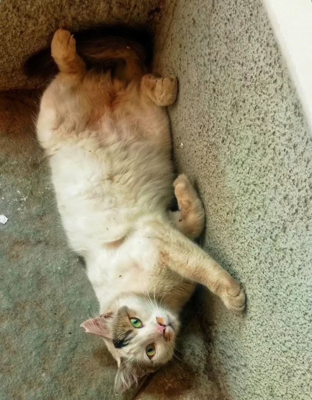 boka sleeping